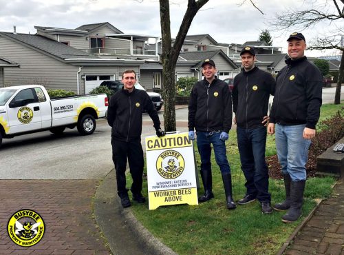 Busybee PM Power Washing Team